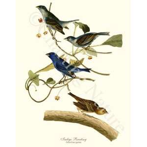  Bird Prints Indigo Bunting