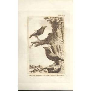 The Crested Manakin 1812 Buffon Birds Plate 106