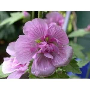  MUSK MALLOW PARKRONDELL / 1 gallon Potted Patio, Lawn 