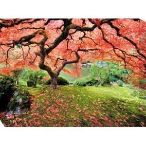  West Of The Wind OU 33686 Japanese Maple Tree 2 All 