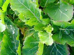 Heirloom Organic ~ Premier Kale Seed ~ 1/2 gram ~125 150~ Seeds  