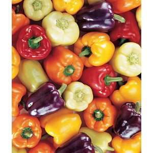  Pepper, Sweet Carnival Mix 1 Pkt. (50 seeds) Patio, Lawn 