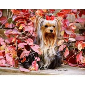  Yorkshire Terrier Yorkie Mouse Pad