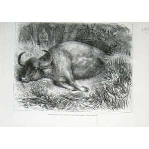  Bison Neilgherry Madras Hunting Old Print 1878