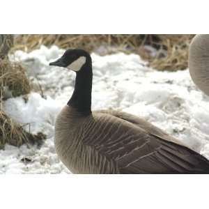  Canadian Goose Taxidermy Photo Reference CD Sports 