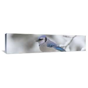 Blue Jay in the Winter   Gallery Wrapped Canvas   Museum Quality  Size 
