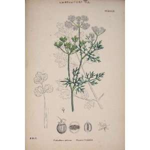  Coriander Herb Plant Flower Food Old Print Antique