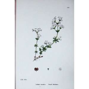  Botany Plants C1902 Heath Bedstraw Galium Saxatile