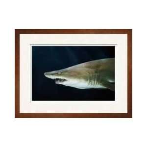  Sand Tiger Shark Atlantic Ocean Framed Giclee Print