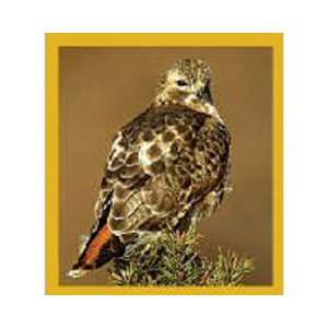  Magnetic Bookmark Red Tailed Hawk, Beautiful and Colorful 