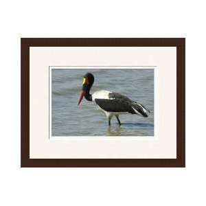 Saddlebilled Stork Framed Giclee Print