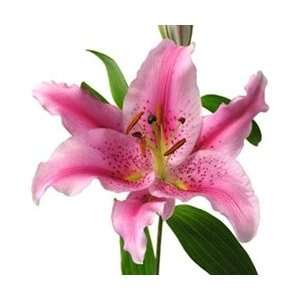  Pink   Oriental Lily   60 Stems Arts, Crafts & Sewing