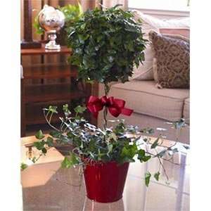  Live 22 Ivy Topiary Gift Plant with Bow Glossy Red Metal 