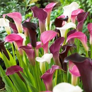  Calla Lily Bulbs Purple Rain Mix Patio, Lawn & Garden