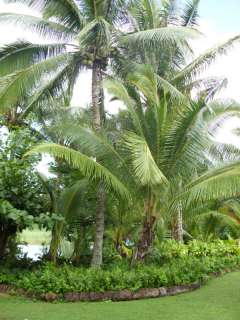 Live Organic Hawaiian Coconut Trees  
