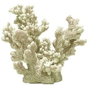  Branch Coral   Natural