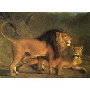  Lion And Lioness Poster Print