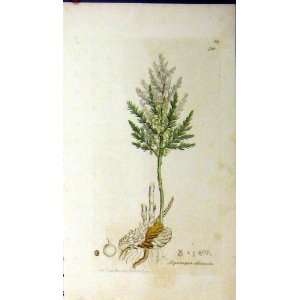    1796 Sowerby Botanical Plant Asparagus Officinalis
