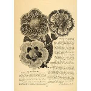   Clowe Flowers Plants Bulb   Original Print Article