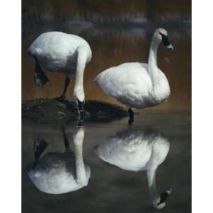  National Geographic, Trumpeter Swans, 16 x 20 Poster Print 