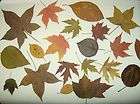 50) FALL LEAVES  WEDDIN​GS/ DECORATIONS/CR​AFTS/ real/pressed 