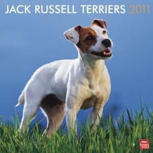    Jack Russell Terriers 2011 Wall Calendar 12 X 12