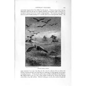  NATURAL HISTORY 1895 GAUCHOS LASSOING CONDORS VULTURES 