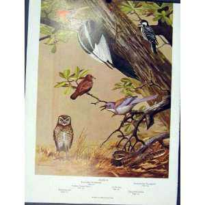  Woodpecker Ground Dove Owl Jay Widow Old Print Birds