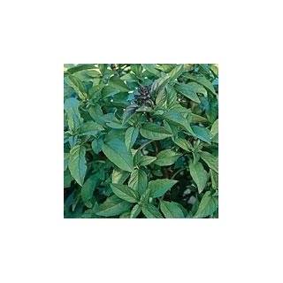  Seeds of Change S10848 Certified Organic Holy Basil, 200 Seed 