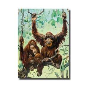   Live A Peaceful Life In Swampy Jungles Giclee Print