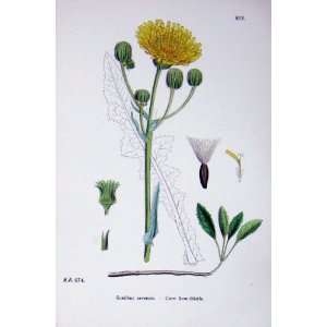  Botany Plants C1902 Corn Sow Thistle Sonchus Arvensis 