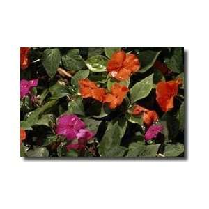  Impatiens Great Smoky Mountains Giclee Print