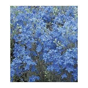  Delphinium grandiflorum Blue Mirror Patio, Lawn & Garden