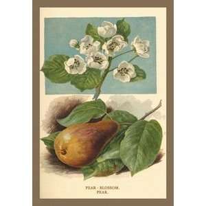  Pear Blossom. Pear.   Paper Poster (18.75 x 28.5) Sports 