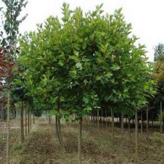 Kugelplatane Alphens Globe (Platanus hispanica Alphens Globe) im 