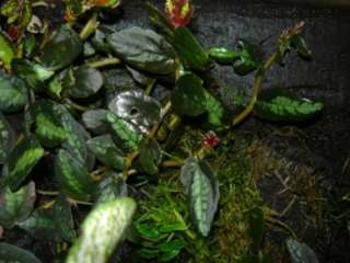 Verschied. seltene Pflanzen Ableger aus meinem Regenwaldterrarium in 