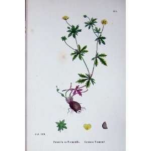  Botany Plants C1902 Common Tormentil Potentilla Colour 