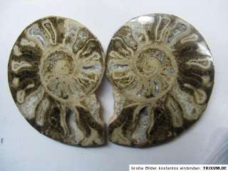 TOP Ammoniten,Ammonitenpaar,ca.10 cm,Fossilien,Mineralien,Edelstein 