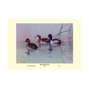 Ring Necked Duck 12x18 Giclee on canvas 