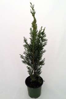 Italian Cypress Pre Bonsai Tree   Cupressus   Potted  