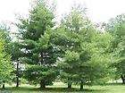   LOT OF 3 WHITE PINE EVERGREEN TREES 1 2FT. 4 YR. OLD PLANTS ZONE 3 8