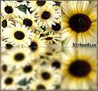   WHITE Sunflower seeds BEES BIRDS BUTTERFLY ~Great 4 containers pots