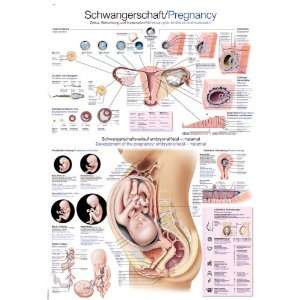 AL518 Erler Zimmer Lehrtafel Schwangerschaft, 50x70cm  