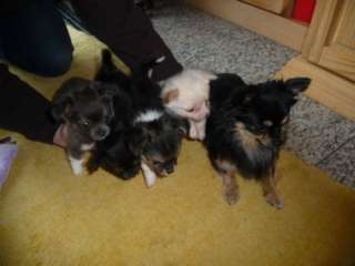 Chihuahua Deckrüden 1x schoko tan und 1x black tan in Nordrhein 