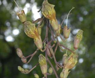 KIGELIA PINNATA, LEBERWURSTBAUM, ROTE BLÜTEN   10 SAMEN  