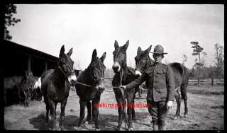 NEGATIVE WW1 doughboy soldier with 4 army mules  