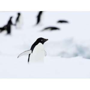 Adelie Penguin (Pygoscelis Adeliae), Commonwealth Bay, Antarctica 