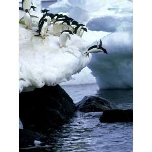 Adelie Penguins, Leaping, Antarctic Peninsula Giclee Poster Print by 