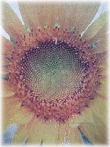 Sunflower Tempered Glass Cutting Board~Kitchen Decor  
