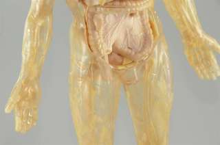Human Skeleton + Detachable Organs Anatomy Model Educational  
